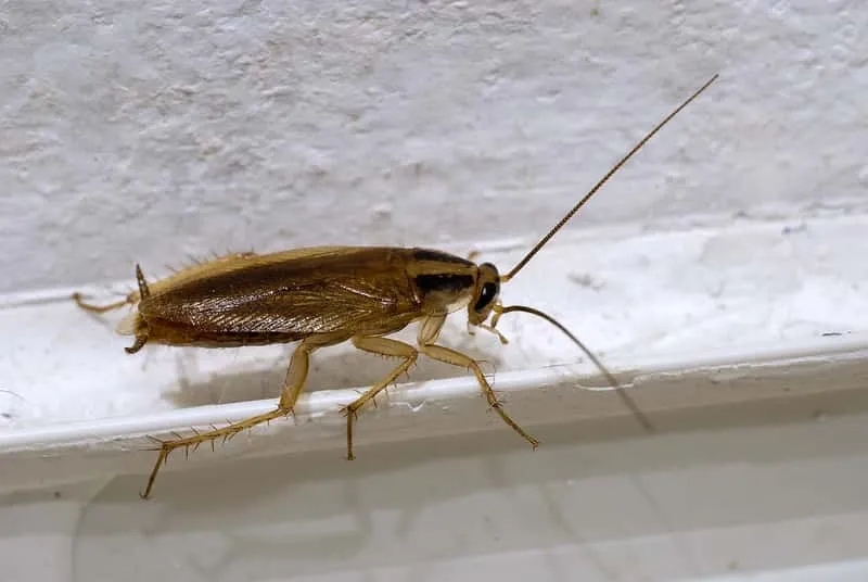 Jak wytępić prusaki w bloku - skuteczne metody na uporczywe owady