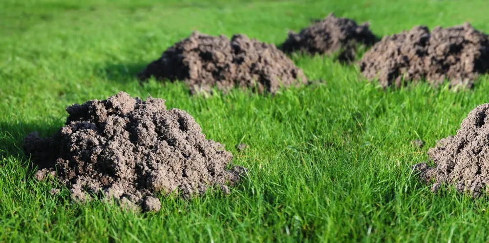 Ile kretów może być na działce? Odkryj, co wpływa na ich liczbę