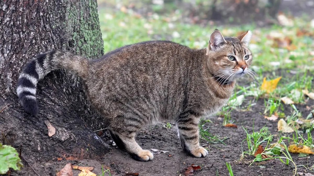 Jak skutecznie zapobiec znaczeniu terenu przez kocura?