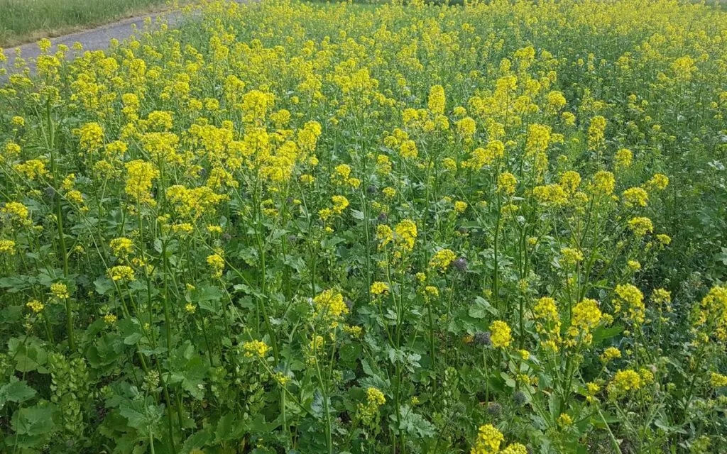 Jak siać gorczycę na poplon na działce, aby uzyskać najlepsze efekty